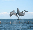 Cuba dolphins